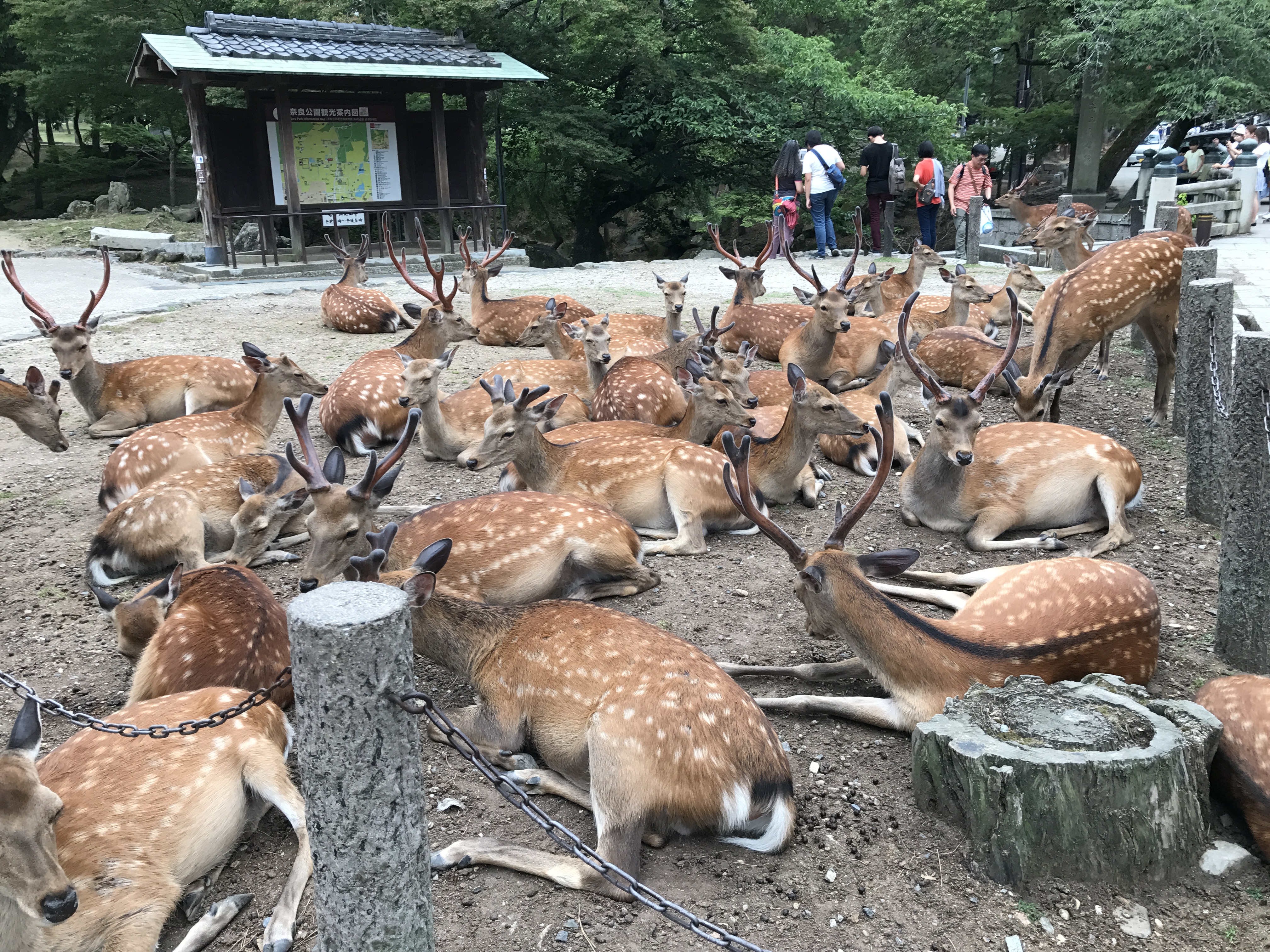 Deer roaming freely at Nara Park in Nara, Japan.