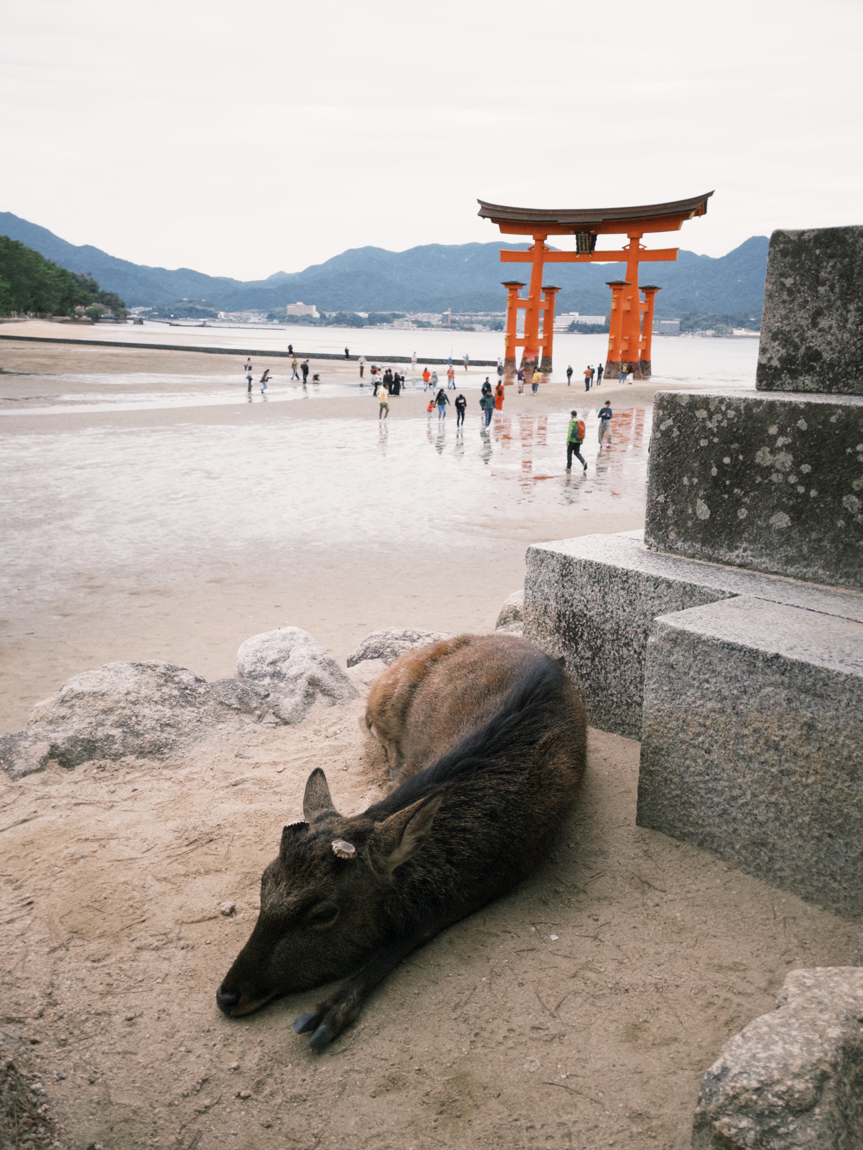 The iconic floating torii gate of Itsukushima Shrine in Itsukushima, Japan.